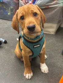 article image - Humane 1